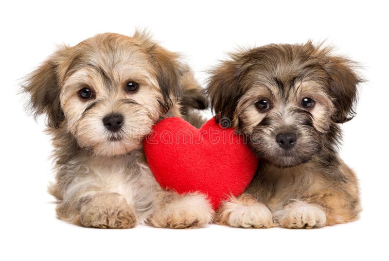 Dois cachorrinhos de Havanese do amante encontram-se junto com um coração vermelho