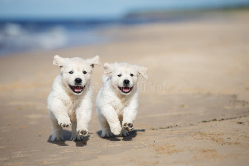 Dois cachorrinhos do golden retriever que correm em uma praia foto de stock Dois cachorrinhos do golden retriever que correm em uma praia foto de stock