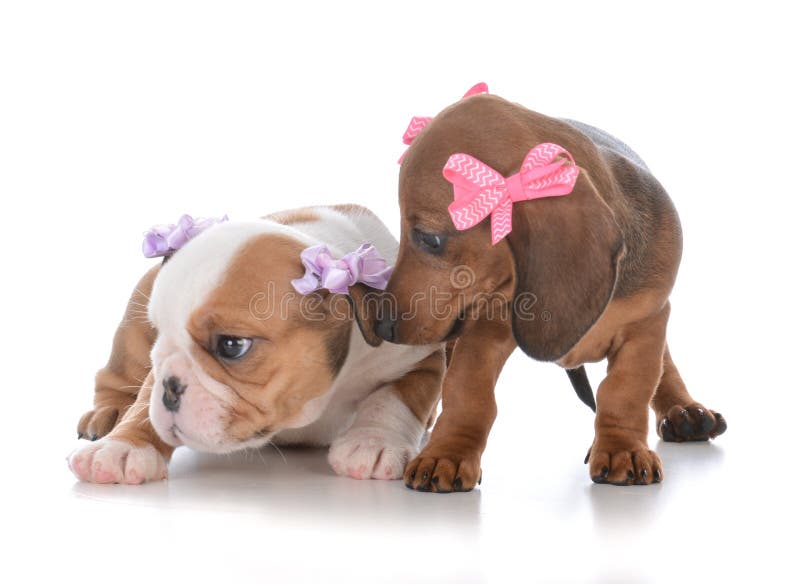 dois cachorrinhos fêmeas novos imagens de stock dois cachorrinhos fêmeas novos imagens de stock