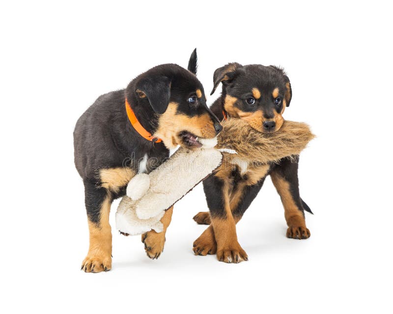 Jogo Dos Cachorrinhos Da Comida Dois E Do Híbrido De Rottweiler