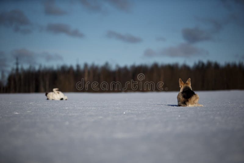 Dois cachorros engraçados jogando juntos no campo de neve de inverno, ao ar livre imagem de stock Dois cachorros engraçados jogando juntos no campo de neve de inverno, ao ar livre imagem de stock
