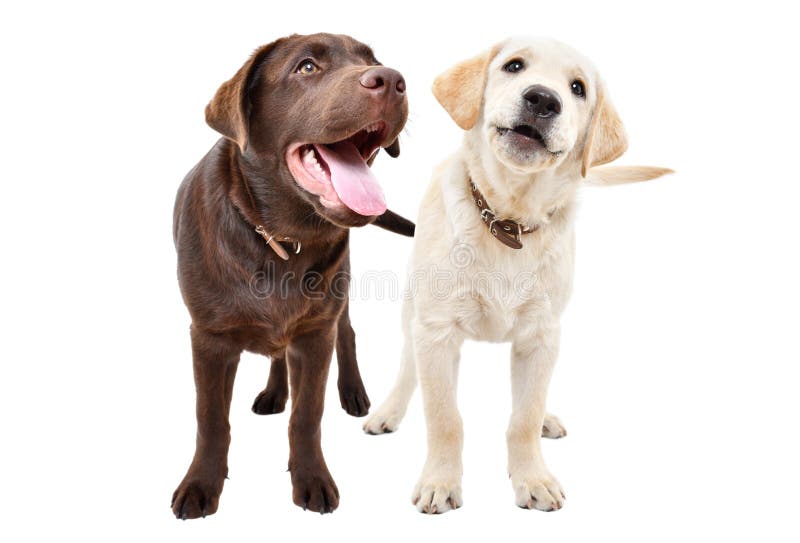Dois cachorros labrador fofos e curiosos imagens de stock royalty free