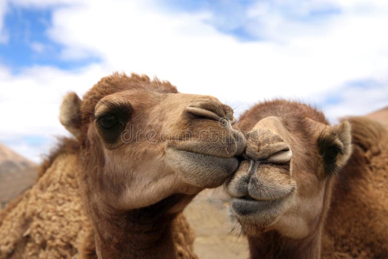 Dois camelos loving