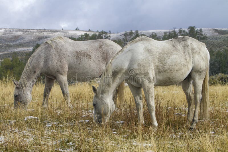 Dois cavalos brancos do rancho que pastam no pasto, Wyoming fotografia de stock royalty free Dois cavalos brancos do rancho que pastam no pasto, Wyoming fotografia de stock royalty free