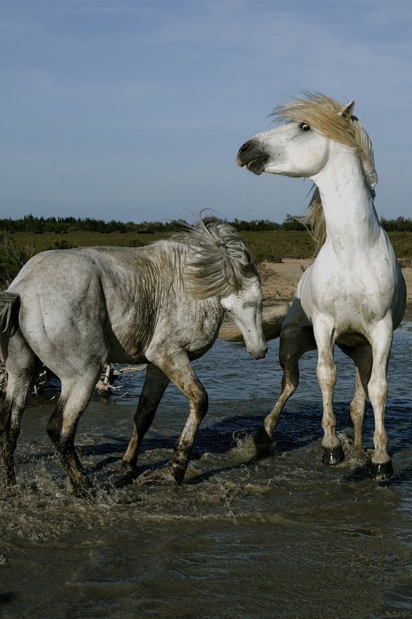 Jogo do cavalo foto de stock. Imagem de areia, cavalo - 40926784