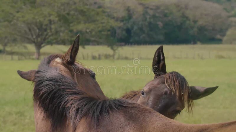 Cavalo Thomas - Pulando Corda 