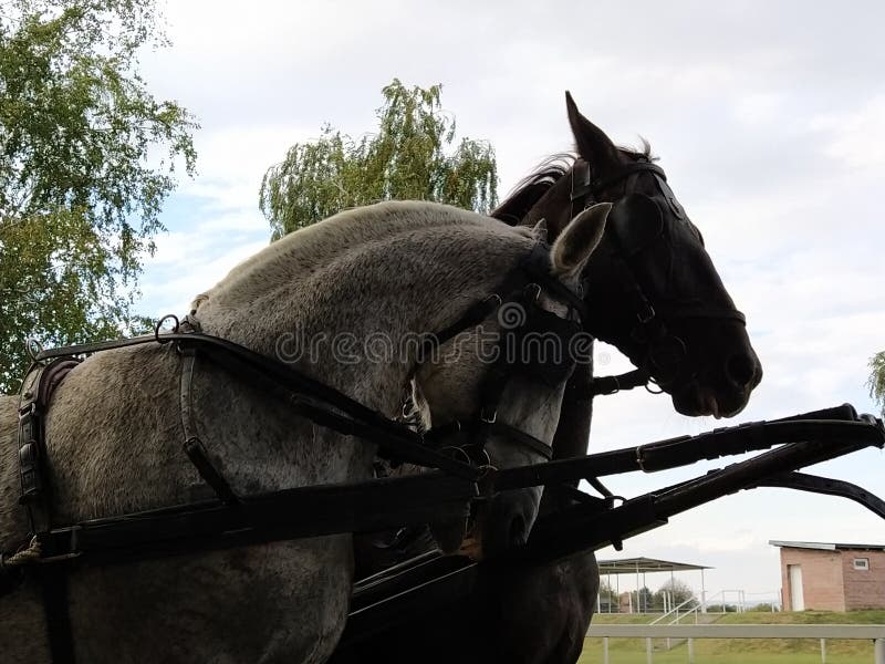 cavalo frente aberta é aqquele q tem a cara branca ou aas pats da frente  branca ²?