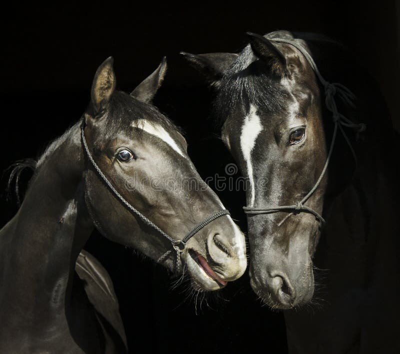 Dois cavalos com uma chama branca na cabeça com cabeçada estão estando próximos um do outro em um fundo preto