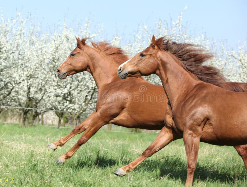 14027 - DIVERSOS - ANIMAIS - Dois Cavalos de frente - CAVALO - 41x29 cm.