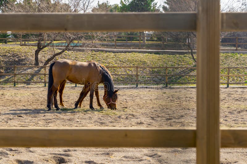 Cavalo Que Olha Para a Frente Imagem de Stock - Imagem de beleza, porta:  108436819