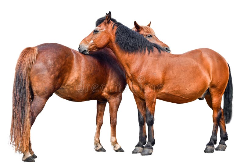 Cavalo Está Sentado Na Frente De Um Fundo Escuro, Fotos De Cavalos A Venda  Imagem de plano de fundo para download gratuito