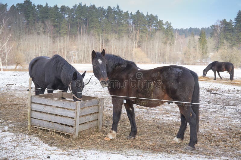 Dois cavalos pretos na neve imagens de stock Dois cavalos pretos na neve imagens de stock