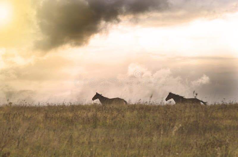 Dois cavalos que correm em um campo, Lituânia imagens de stock royalty free Dois cavalos que correm em um campo, Lituânia imagens de stock royalty free