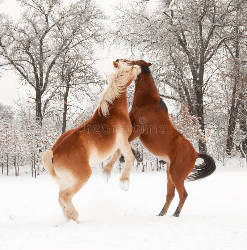 Dois cavalos que jogam na neve imagens de stock royalty free Dois cavalos que jogam na neve imagens de stock royalty free