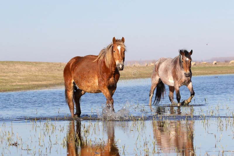 Jogo Marrom Selvagem Do Cavalo Na água Foto de Stock - Imagem de homem,  pântano: 143143582