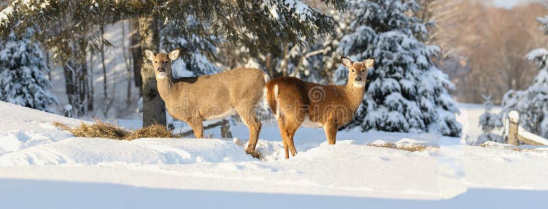 Dois cervos imagens de stock royalty free Dois cervos imagens de stock royalty free