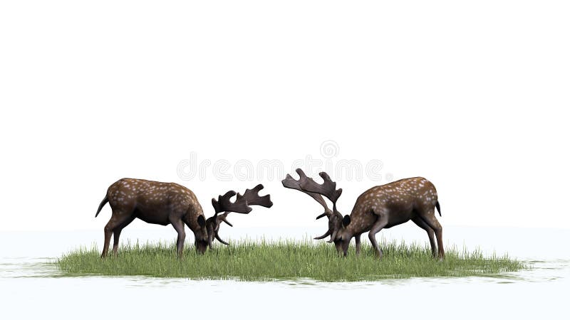 Dois cervos masculinos na grama verde ilustração royalty free Dois cervos masculinos na grama verde ilustração royalty free