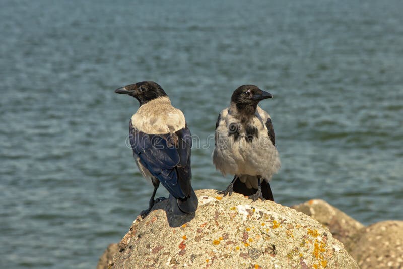 Dois corvos encapuçados - cornix do Corvus fotografia de stock Dois corvos encapuçados - cornix do Corvus fotografia de stock