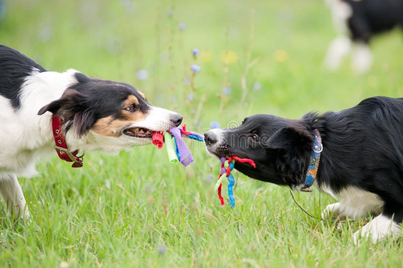 Dois cães que jogam com brinquedo da corda
