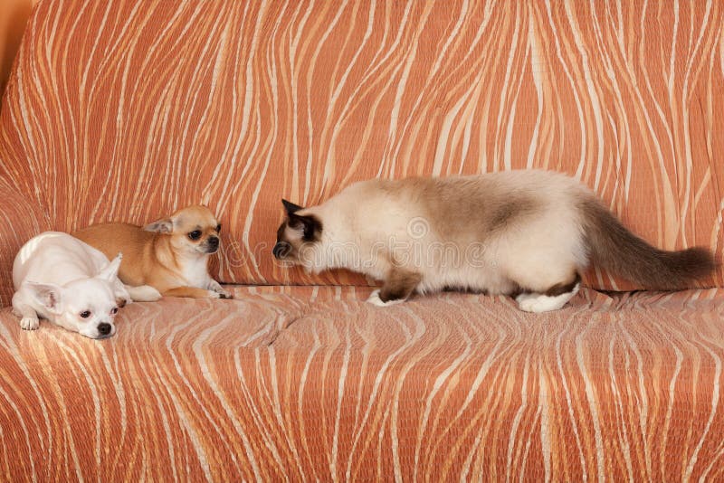 Dois c?es da chihuahua e um gato de Birman do ponto do selo est?o encontrando-se no sof? fotos de stock Dois c?es da chihuahua e um gato de Birman do ponto do selo est?o encontrando-se no sof? fotos de stock