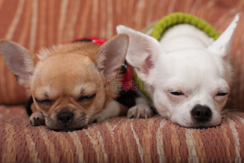 Dois cães da chihuahua vestiram-se com os pulôveres que descansam no sofá foto de stock royalty free Dois cães da chihuahua vestiram-se com os pulôveres que descansam no sofá foto de stock royalty free