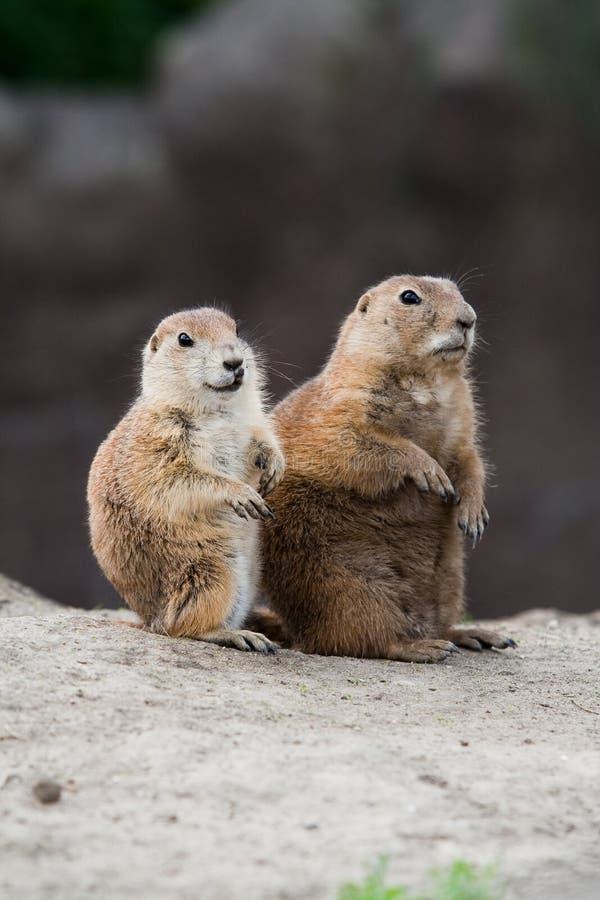 Dois cães-da-pradaria foto de stock