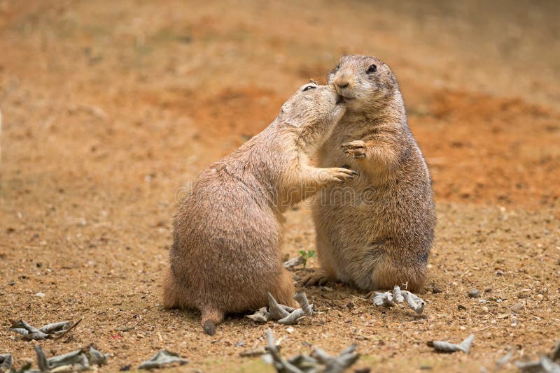Dois cães-da-pradaria a partilhar a sua comida foto de stock