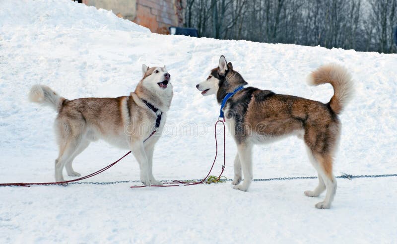 Dois cães de puxar trenós siberian fotos de stock Dois cães de puxar trenós siberian fotos de stock