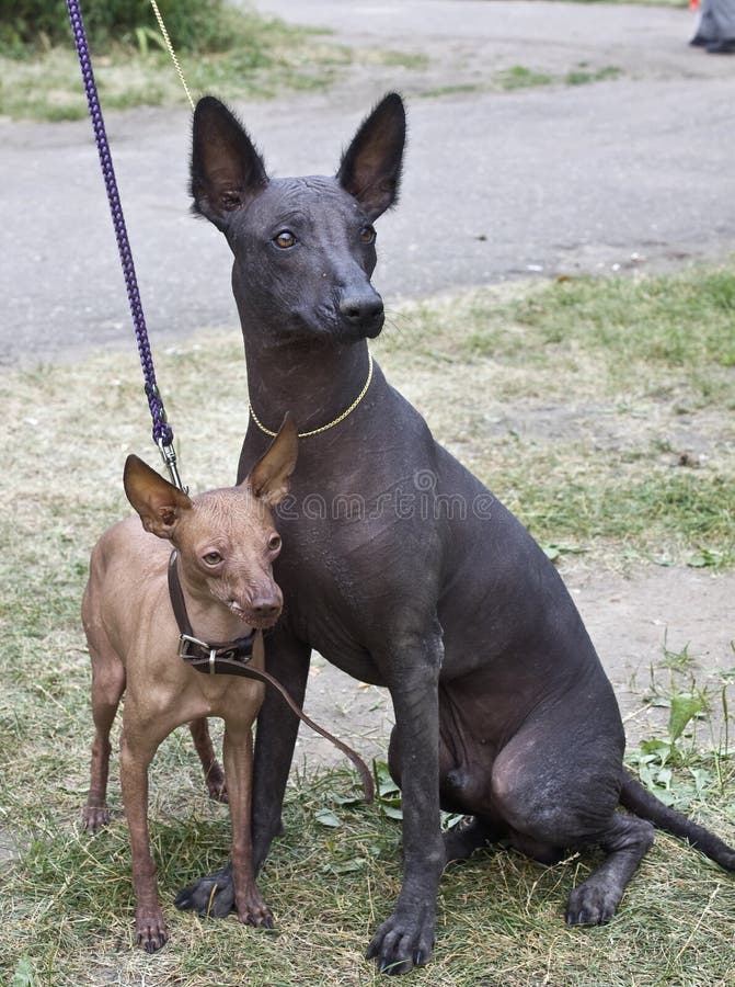 Filhote De Cachorro Calvo Do Xoloitzcuintle Foto de Stock Imagem de