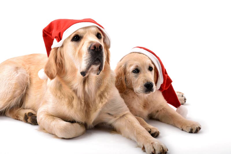 Dois cães do golden retriever com chapéus de Santa Claus imagem de stock Dois cães do golden retriever com chapéus de Santa Claus imagem de stock