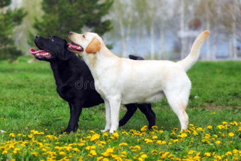 Two purebred dogs Labrador Retriever standing in the show position in the summer on a glade with dandelions. Two purebred dogs Labrador Retriever standing in the show position in the summer on a glade with dandelions