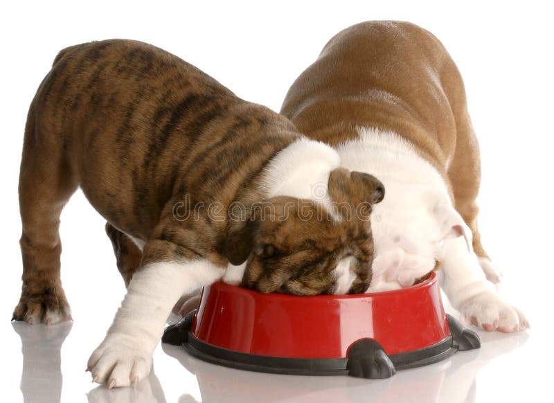 Dois cães no prato do cão fotos de stock royalty free Dois cães no prato do cão fotos de stock royalty free