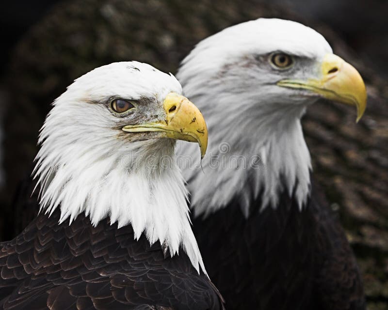 Dois Eagles calvo imagens de stock royalty free Dois Eagles calvo imagens de stock royalty free
