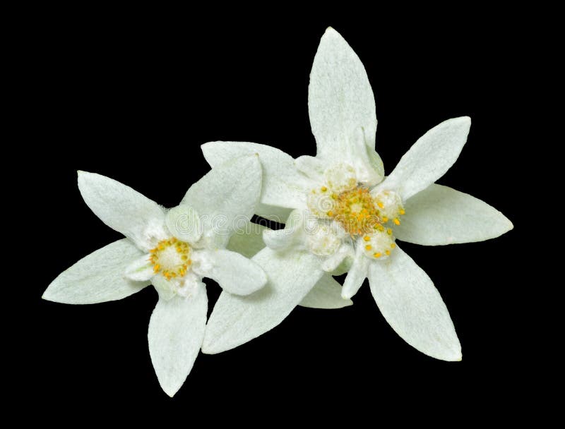 A close up of the two flowers edelweiss Leontopodium pallibinianum. Isolated on black. A close up of the two flowers edelweiss Leontopodium pallibinianum. Isolated on black