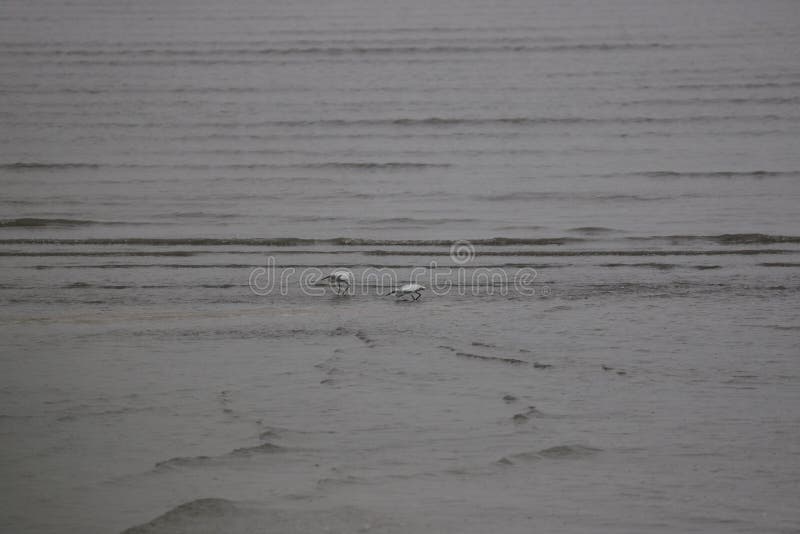 Dois Egrets no mar de Boahi imagens de stock royalty free Dois Egrets no mar de Boahi imagens de stock royalty free