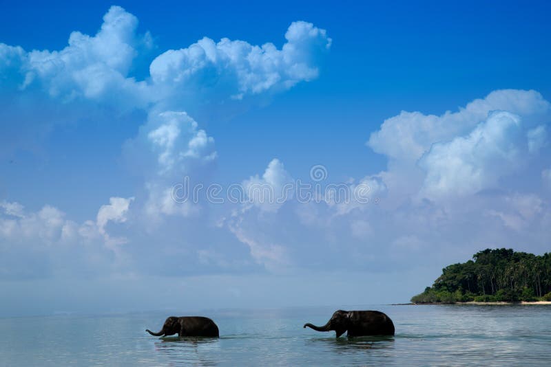 Dois elefantes novos que andam no mar fotografia de stock Dois elefantes novos que andam no mar fotografia de stock