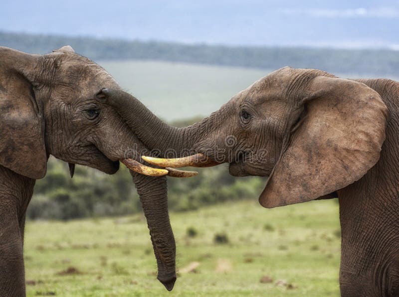 Dois elefantes que são aspirar afetuoso com o tronco na cara