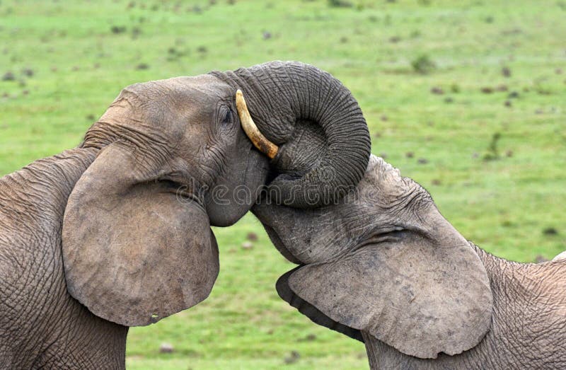Dois elefantes que são troncos afetuosos entrelaçados