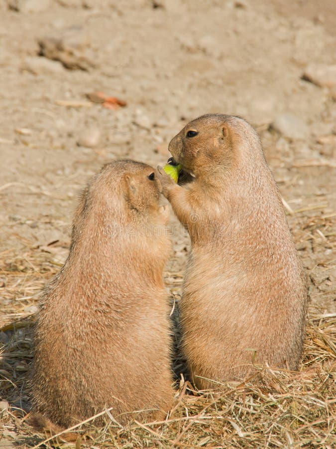 Dois esquilos-terrestres imagens de stock
