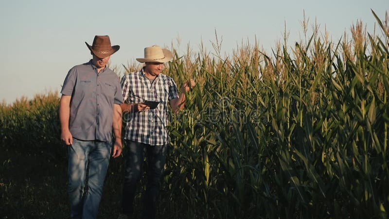 Dois fazendeiros em um campo de milho verificam a qualidade de plantas de milho Vídeo no por do sol