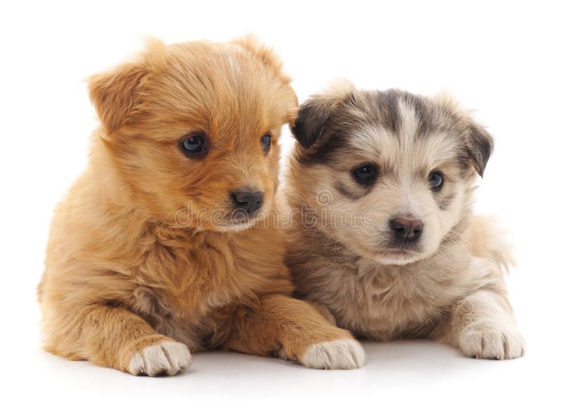 Dois filhotes de cachorro bonitos foto de stock Dois filhotes de cachorro bonitos foto de stock