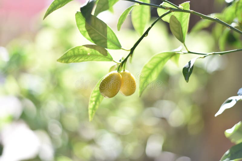 Dois frutos do kumquat fotos de stock royalty free Dois frutos do kumquat fotos de stock royalty free