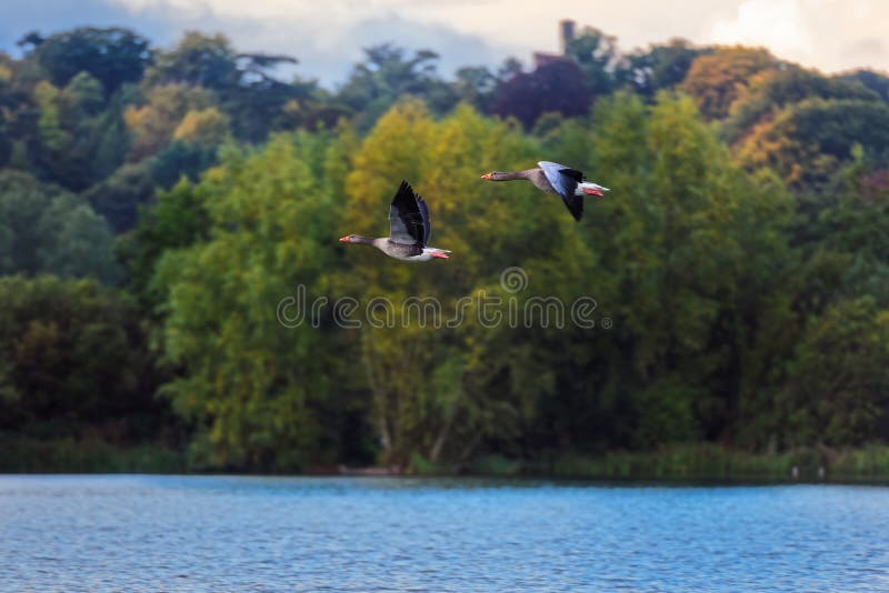 Dois gansos de pato bravo europeu no vôo imagens de stock Dois gansos de pato bravo europeu no vôo imagens de stock