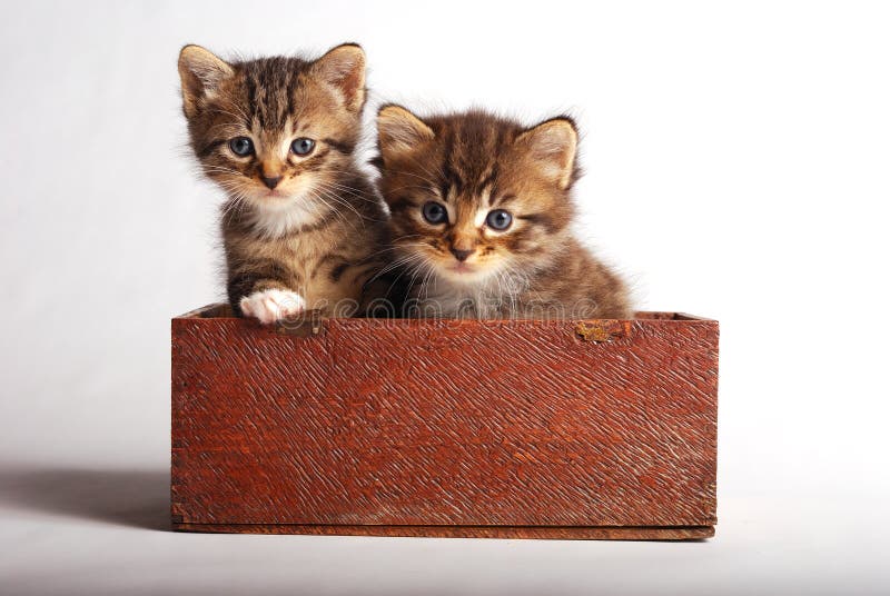 Dois gatinhos bonitos na caixa de madeira. imagem de stock Dois gatinhos bonitos na caixa de madeira. imagem de stock