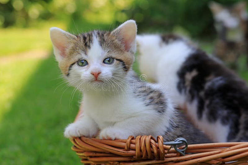 Dois gatinhos brancos em uma cesta na grama fotos de stock royalty free