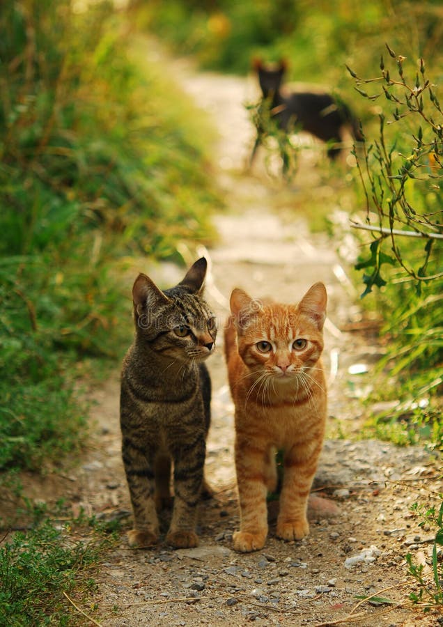 Dois gatos Dois gatos