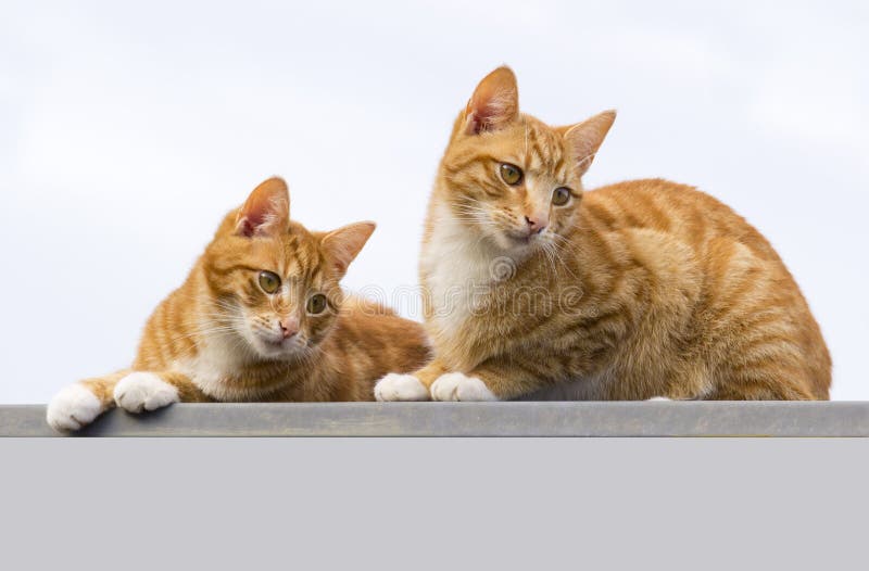 Dois gatos fotos de stock