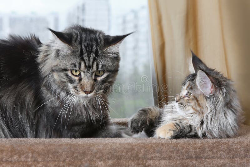 Dois Gatinhos De Jogo Do Gato De Maine Coon Que Sentam-se Acima, Um Nas  Patas Traseiros, Outra Com a Uma Pata No Ar E Colando a L Imagem de Stock -  Imagem