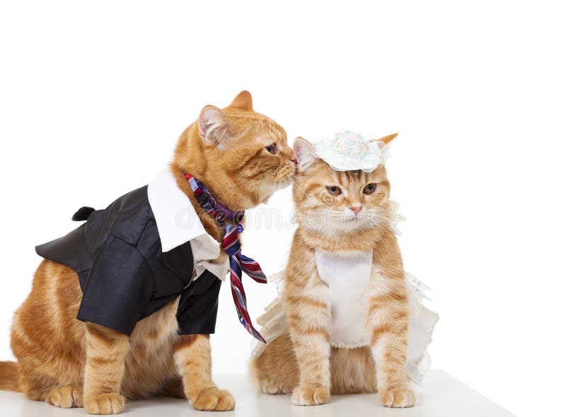 Dois gatos no amor isolados imagens de stock Dois gatos no amor isolados imagens de stock