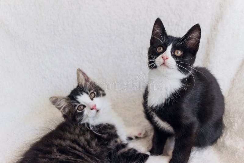 Gato preto e branco em 2023  Gatinho branco e cinza, Gato preto e